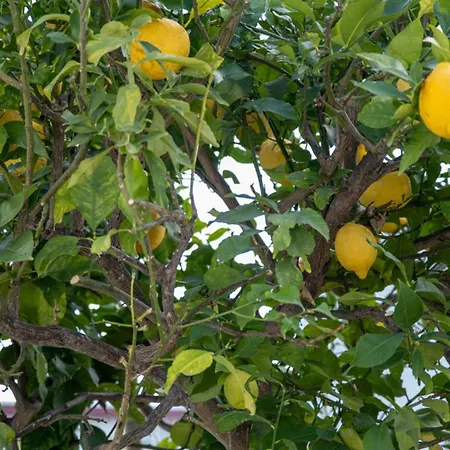 Lemon House * Alvor